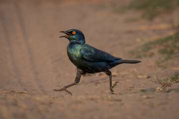 Greater blue-eared starling hopes across sandy track