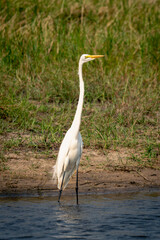 Great egret stands in shallows stretching neck