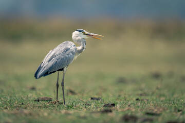 Grey heron on grass plain in sunshine