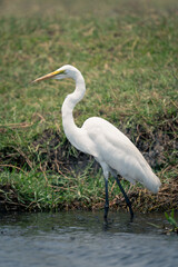 Obraz premium Great egret wades through shallows near bank