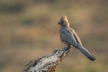 Grey go-away-bird on stump stained with guano