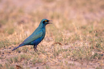 Greater blue-eared starling on grass in profile