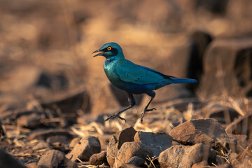 Greater blue-eared starling jumps over rocky ground