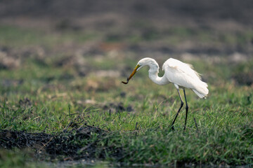Great egret stands holding eel in beak