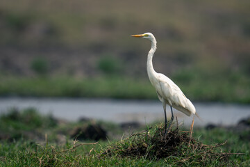 Great egret stands on riverbank in profile