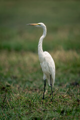 Great egret stands on sunlit grassy plain