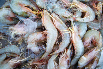 Fresh sea shrimp Fresh seafood illustrations by taking photos from the real thing.