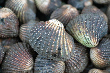 Big cockles, fresh seafood taken from a tray of real clams.