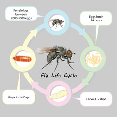 Fly Life cycle vector and isolate
