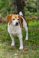 dog portrait in farm