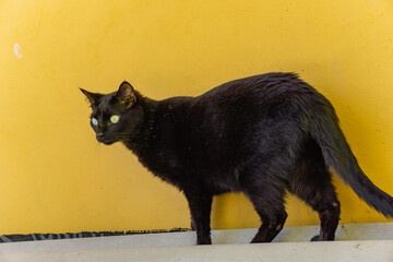 black cat portrait with yellow background
