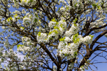 blooming berry cherry in the spring season