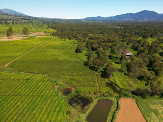 Aerial view of trees and tea plantations with a mountain in the background located in Pangalengan