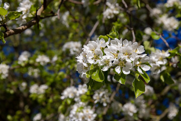 green foliage on a pear tree in spring bloom