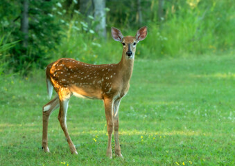Fawn White Tailed Deer
