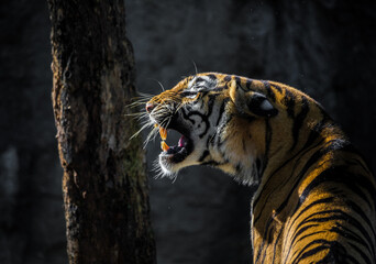 Roar Tiger