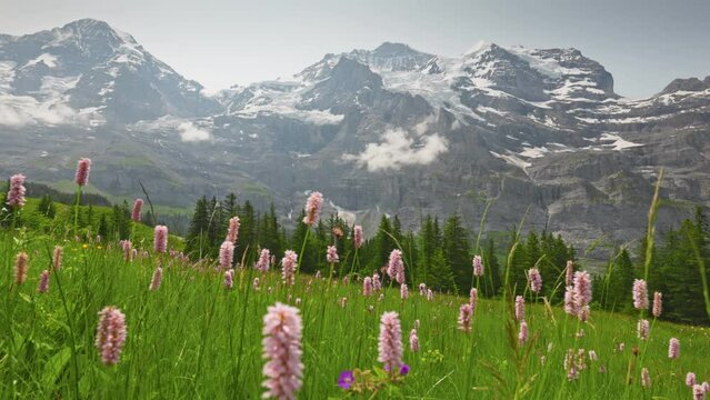 Alpine meadows with flowers and mountains with glaciers in Switzerland. Camera moves across meadow among grass and flowers is Swiss mountains. Alpine summer nature