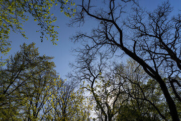 deciduous trees in a mixed forest in the spring season