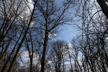 deciduous trees in sunny weather in early spring