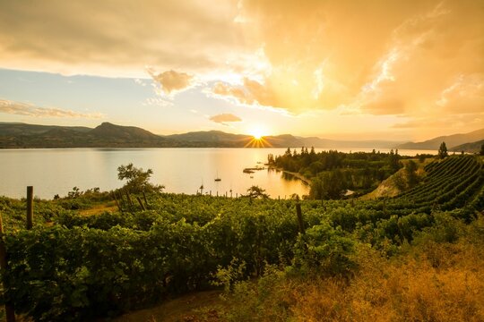 Picturesque sunset over Naramata Bench vineyards and Okanagan Lake, BC, Canada