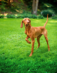 The dog of the Hungarian Vizsla breed stands on the green grass against the background of the park. The dog raised its paw and looks to the side. The photo is blurred and vertical.