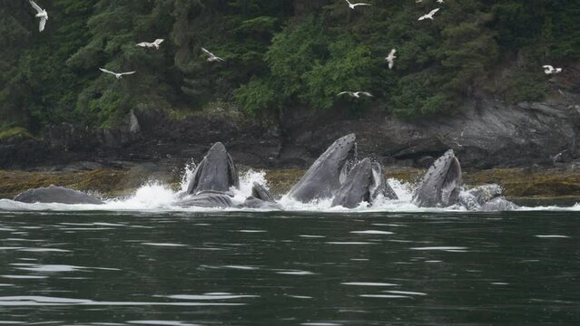 Ocean's Marvel: Blue Whales Feeding with Open Mouths as Seabirds Soar Above. Unveiling the Wonders of Summer Whale Watching in Alaska.