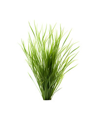 Green grass isolated on a transparent white background - Nature design theme