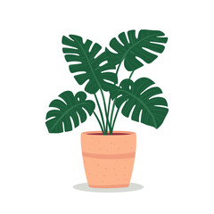 Flat style vector scandinavian Illustration of a foliage plant. Monstera sticker plant pot isolated houseplant