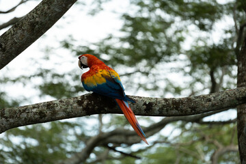 guacamaya libre