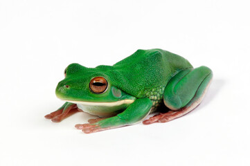 White-lipped tree frog // Neuguinea-Riesenlaubfrosch (Nyctimystes infrafrenatus / Litoria infrafrenata)