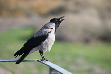 Hooded crow in a city park in Israel