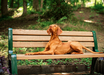 A dog of the Hungarian Vizsla breed lies on a bench against the background of a park. The dog looks...