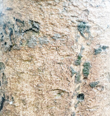 Detailed brown tones of a felled tree trunk or stump.Detailed organic surface from nature.Rough organic texture of tree rings with close up of end grain.