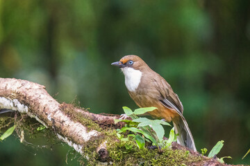 White-throated laughingthrush (Pterorhinus albogularis) at Tiger hills, Darjeeling, India