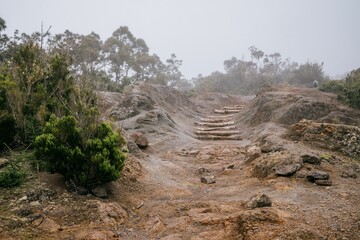 Narrow, winding path surrounded by a variety of shrubs and plants