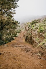 Muddy road leading up a mountain with trees on both sides