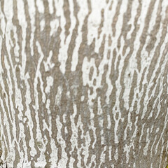 Detailed brown tones of a felled tree trunk or stump.Detailed organic surface from nature.Rough organic texture of tree rings with close up of end grain.