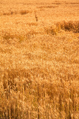 Fototapeta premium Field of yellow and ripe wheat in sunlight, wheat field at harvest time