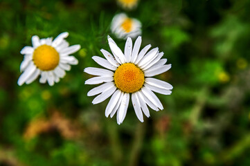 Obraz premium A plant with yellow inflorescences with white petals, with the species name Złocień Proper, commonly found on wastelands in the city of Bialystok in Podlasie, Poland.