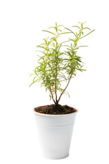 Herbs in a pot. Rosemary seedling in a pot isolated on white background. Fresh fragrant spicy herbs in a saucepan. Recipe.