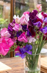 Display of home grown Sweet peas on conservatory table