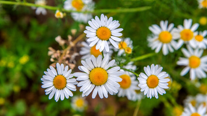 A plant with yellow inflorescences with white petals, with the species name Złocień Proper, commonly found on wastelands in the city of Bialystok in Podlasie, Poland.