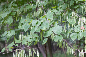 plants and wildlife off of a trail in missouri