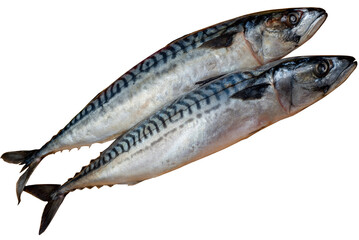 Two whole mackerels. Laid out fishes at the fish market