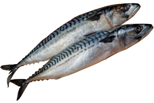 Two whole mackerels. Laid out fishes at the fish market