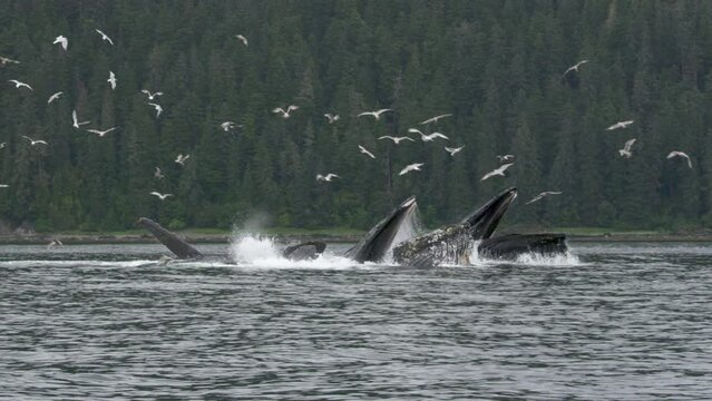 Ocean's Marvel: Blue Whales Feeding with Open Mouths as Seabirds Soar Above. Unveiling the Wonders of Summer Whale Watching in Alaska.