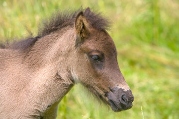 Fototapeta premium Lovely portrait of a brown Icelandic Horse foal 