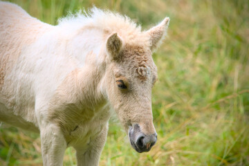 A very cute and awesome bright, white icelandic horse foal in the meadow

