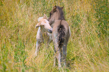 A dark and a white foal of Icelandic horses are playing together in the meadow