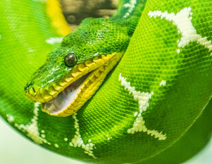 Boa émeraude ouvrant sa bouche